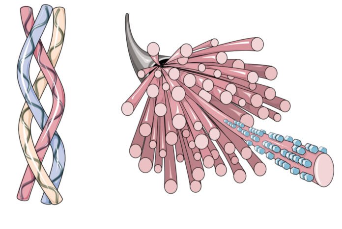 “The Youth Protein: Why Everyone’s Suddenly Obsessed with Collagen”